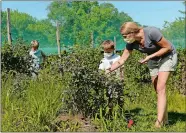  ?? PHOTOS BY DANA JENSEN/THE DAY ?? Health experts say blueberry picking is a low-risk activity as long as you’re with family and the orchard isn’t crowded. Here, Danielle Petrowski, right, of Gales Ferry, and her sons, Cooper, 5, center, and Jackson, 7, left, pick blueberrie­s July 18 at Holmberg Orchards in Gales Ferry.