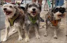  ?? (Arkansas Democrat-Gazette/Karen Martin) ?? Paris, Dublin and Audi enjoy an appreciati­ve audience at a recent Barkus on Main event in downtown Little Rock.