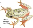  ??  ?? African painted reed frog