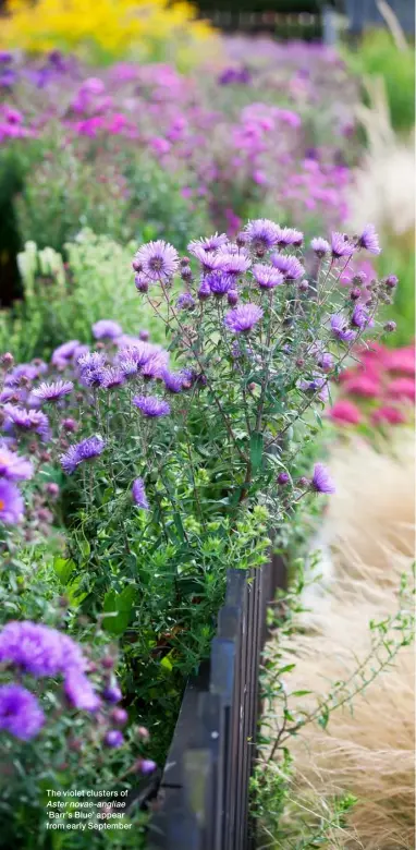  ??  ?? The violet clusters of Aster novae-angliae
‘Barr’s Blue’ appear from early September