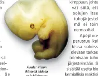  ??  ?? Kuuden viikon ikäisellä alkiolla on jo käsivarret ja jalat, ja sormet ja varpaat