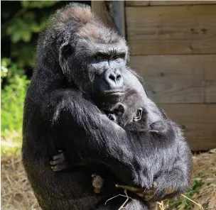  ?? Pic: Jordan Jones/Bristol Zoo ?? Western lowland gorilla Hasani with his surrogate mother Kera at Bristol Zoo