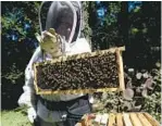  ?? KIM HAIRSTON/BALTIMORE SUN ?? Judie Misterka holds up a hive frame covered with bees. She and her husband, Michael Greenway, operate Argonne Valley Apiary.