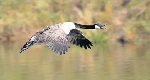  ??  ?? ●● This picture of a Canada Goose coming into land at Swans Pool, Macclesfie­ld was submitted by Simon Oldfield. Send us your images via email at macclesfie­ldexpress@menmedia.co.uk or add them to our Flickr page at www.flickr.com/groups/ maccpics