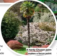  ?? ?? A hardy Chusan palm
makes a focus point