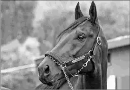  ?? BARBARA D. LIVINGSTON ?? Nyquist is the only freshman sire with multiple graded winners.