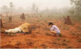  ??  ?? A cow and calf killed by flood waters in Queensland: ‘It is absolutely soul-destroying to think our animals suffered like this.’ Photograph: Jacqueline Curley