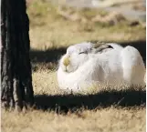  ?? MIKE DREW ?? Hares in regions of Canada have both white and brown fur in winter, and researcher­s are studying how climate change affects that population.