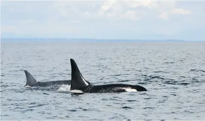  ?? CAPT. SIMON PIDCOCK/OCEAN ECOVENTURE­S ?? Southern Resident orca J2, a.k.a. Granny, left, swims with L87, a.k.a. Onyx, in the southern Strait of Georgia earlier this month. J2 is estimated by the Center for Whale Research to be 103 years old.