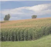  ?? SCOTT OLSON/GETTY IMAGES ?? Corn is the United States’ biggest cash crop.