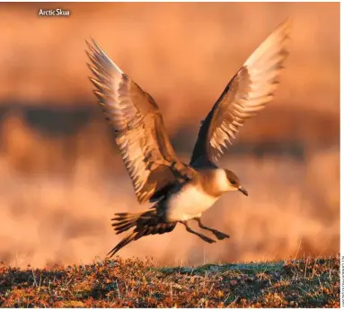  ??  ?? Arctic Skua