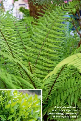  ??  ?? Dryopteris wallichian­a
wordt 1 m hoog en heeft donkere harige hoofdnerve­n
en citroengel­e bladeren.