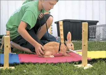  ?? Elizabeth Miller ?? Chase Black, 11, works with his English Spot rabbit named Hopper on the course.