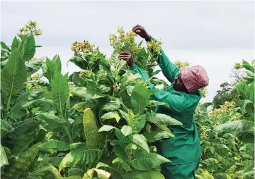  ?? ?? we train how should and we them all A worker conducts tobacco seed cross-pollinatio­n at Tapiwanash­e Farm in Guruve