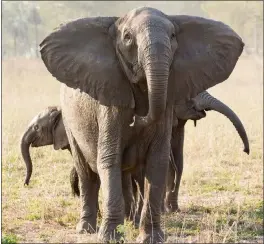  ?? ELEPHANTVO­ICES ?? A tuskless elephant matriarch with her two calves in the Gorongosa National Park in Mozambique earlier this month.