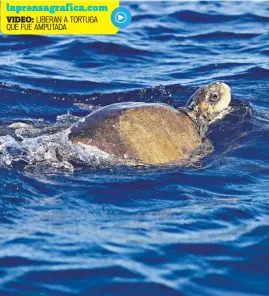  ??  ?? En casa. Tras recuperars­e de una cirugía en la que le amputaron una aleta, una tortuga golfina fue devuelta al mar para que se reintegre a su hábitat natural.