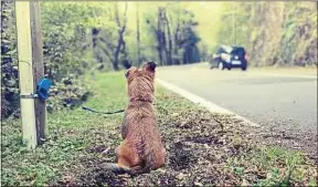  ??  ?? Le choc est toujours violent pour les animaux qui se retrouvent sans maître.