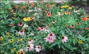  ??  ?? Purple coneflower is the best known version of the native perennial Echinacea, but pink, red, orange, white, yellow and green varieties are available.