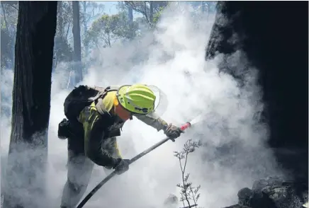  ??  ?? Hard at work: A member of the Nelmac/Department of Conservati­on fire crew from Nelson putting out a fire burning inside a eucalyptus tree in Tasmania.