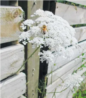  ??  ?? Carrot weed, despite its prosaic name, is a big player in the umbellifer style stakes.