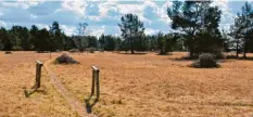  ?? Foto: Lanschafts­pflegeverb­and Augsburg (Archivbid) ?? Im Naturschut­zgebiet Königsbrun­ner Heide im Stadtwald war ein Quadfahrer unter‰ wegs.