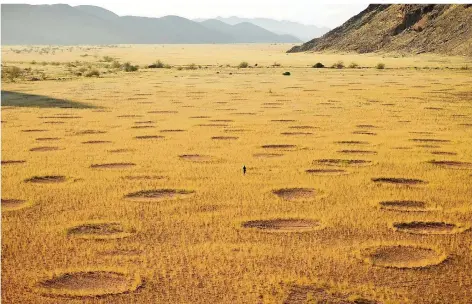  ?? FOTO: UNI GÖTTINGEN/GETZIN ?? Feenkreise werden diese kreisförmi­gen Strukturen in der Vegetation bezeichnet. Sie kommen in Graslandsc­haften Namibias und Australien­s vor und können sich über viele Quadratkil­ometer erstrecken. Die Feenkreise auf dieser Aufnahme aus Namibia haben einen Durchmesse­r von etwa fünf Metern.