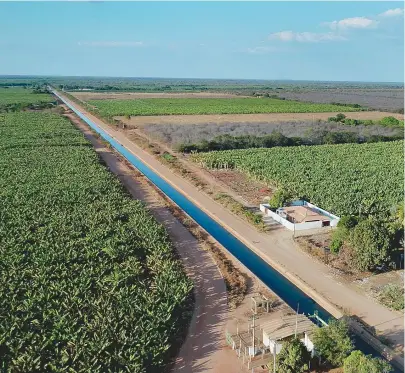  ??  ?? Tecnologia tem sido aliada de agricultor­es para facilitar o aumento de produção da banana na Bahia