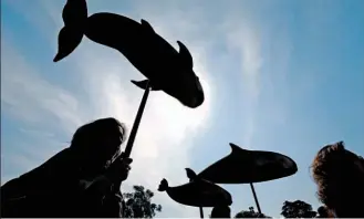  ??  ?? De noche. La prohibició­n de emplear redes en el hábitat de este delfín se estrella contra las lanchas veloces de los pescadores de totoaba furtivos que operan de noche.