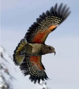  ??  ?? Left, kea are a common sight above the Milford Track.