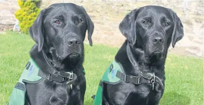  ??  ?? Labradors Lenny and Hope are ready to find new homes after two years of intensive training with the Dementia Dog Project.