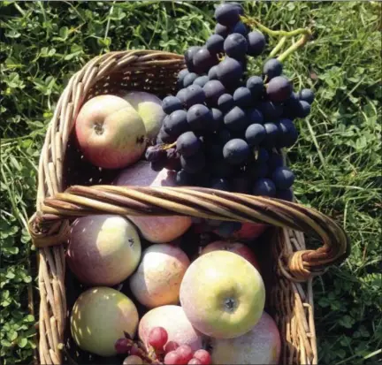  ?? LEE REICH VIA AP ?? This undated photo shows harvested grapes and apples in New Paltz, N.Y. Grapes, picked dead ripe, and apples, picked mature to finish ripening indoors, are part of autumn’s luscious bounty.
