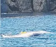  ??  ?? The humpback whale off the coast of Nubeena.