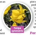  ?? Tulipa sylvestris ??