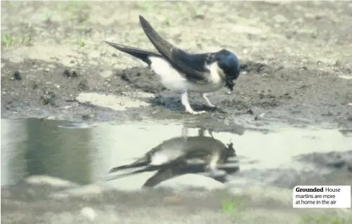  ??  ?? Grounded House martins are more at home in the air