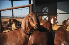  ?? ERIC PAUL ZAMORA/FRESNO BEE ?? One of the many goats cheese artisan Margie Weber is raising at Rocky Oaks Goat Creamery, on Nov 14 in Clovis. The creamery offers artisan goat cheeses in a variety of styles.