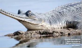  ??  ?? Gharial population­s have declined by 98 per cent since the 1940s.
