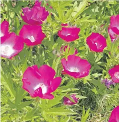  ?? [PHOTOS PROVIDED BY CLS & ASSOCIATES/MISSOURI BOTANICAL GARDENS] ?? Above: Poppy Mallow (Callirhoe involucrat­a) is a common, springbloo­ming wildflower often seen growing naturally along Oklahoma roads. Right: Mexican Hat (Ratabida columnifer­a) takes its name from the distinctiv­e shape of the flower, which looks something like a small sombrero.