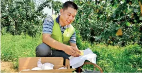  ??  ?? An e-commerce platform worker sorted the freshly plucked pears in a cooperativ­e orchard in Zhaoxian County, north China's Hebei Province,on Aug. 10, 2017. by Zhu Tao/Xinhua