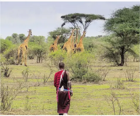  ??  ?? Spaziergan­g mit Maasai-Guide Boni im Naturschut­zgebiet am Fuße des Kilimandsc­haros. Arzt Wolfgang (re.) verbringt einen Tag als Maasai – pflügen, Fallholzsu­chen mit den Frauen, Feiern mit den Warriors