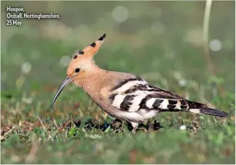  ??  ?? Hoopoe,
Ordsall, Nottingham­shire, 25 May