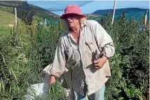  ??  ?? Industrial Hemp grower and New Zealand Hemp Industries Associatio­n chairman Donald ‘Mack’ McIntosh at his Catlins property.