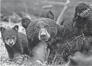  ?? PROVIDED BY THE HUMANE SOCIETY OF THE UNITED STATES – FLORIDA ?? A Florida black bear and her cub. State Rep. David Smith is calling on Gov. Ron DeSantis to veto a bill that would expand the ability of Floridians to lawfully kill black bears.