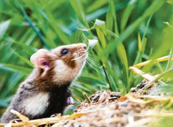  ?? Foto: Jonas Haubrich/LANUV, dpa ?? In Schwaben gilt der Feldhamste­r als ausgestorb­en, in Franken gibt es noch einzelne Rückzugsge­biete für die Nager. Doch die allein können den Rückgang der Bestände nicht aufhalten.