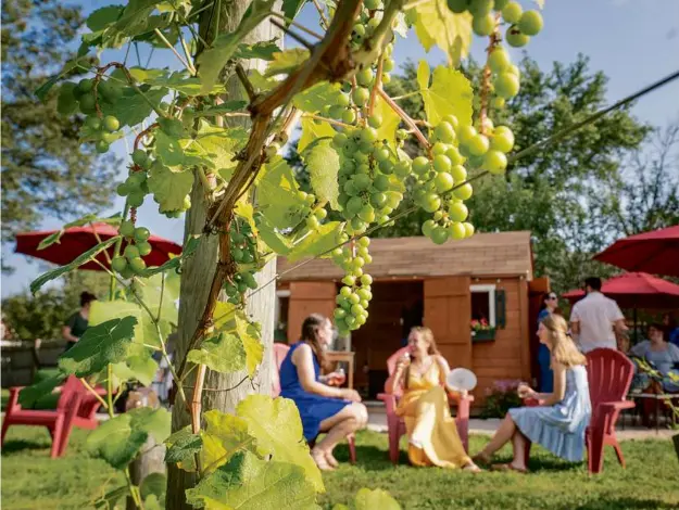  ?? PHOTOS BY CARL D. WALSH FOR THE BOSTON GLOBE ?? Mill River Winery in Rowley makes wines using grapes grown in its own and other Massachuse­tts vineyards, as well as those sourced globally.