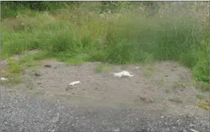  ??  ?? The latest pile of cat litter that has been dumped on the approach road to Joan and Robin Essen’s land at Toberturee­n, Moyvane.