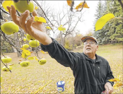  ?? Ted S. Warren The Associated Press ?? Amateur botanist David Benscoter, of The Lost Apple Project, picks an apple in an orchard near Pullman, Wash., on Oct. 28. Benscoter and fellow botanist E.J. Brandt have rediscover­ed at least 13 long-lost apple varieties.