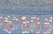  ?? SUNJOY MONGA ?? We’re ecstatic over Mumbai’s growing flamingo population, but did you know that the numbers tell a tale of pollution?