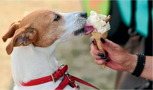  ??  ?? Icecreams were a cooling treat for humans and animals alike as the mercury soared in parts of the country yesterday.