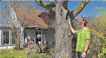  ?? FOTO: AEP ?? Prima Behausung für die Wildbiene: Michael Schick freut sich über den hohlen Apfelbaum am Haus.