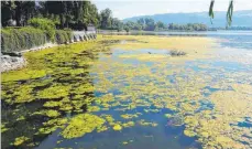  ?? FOTO: STADT LINDAU ?? Seegras soweit das Auge reicht: Die Stadt Lindau rückt den Wasserpfla­nzen zu Leibe – im Rahmen ihrer Möglichkei­ten. Vor dem 15. August darf das Seegras eigentlich nicht gemäht werden.